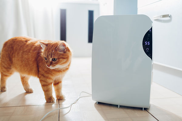 Are Dehumidifiers Safe For Pets?