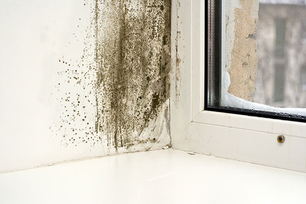 Can-A-Humidifier-Cause-Mold