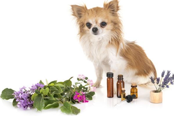 essential oils and dogs